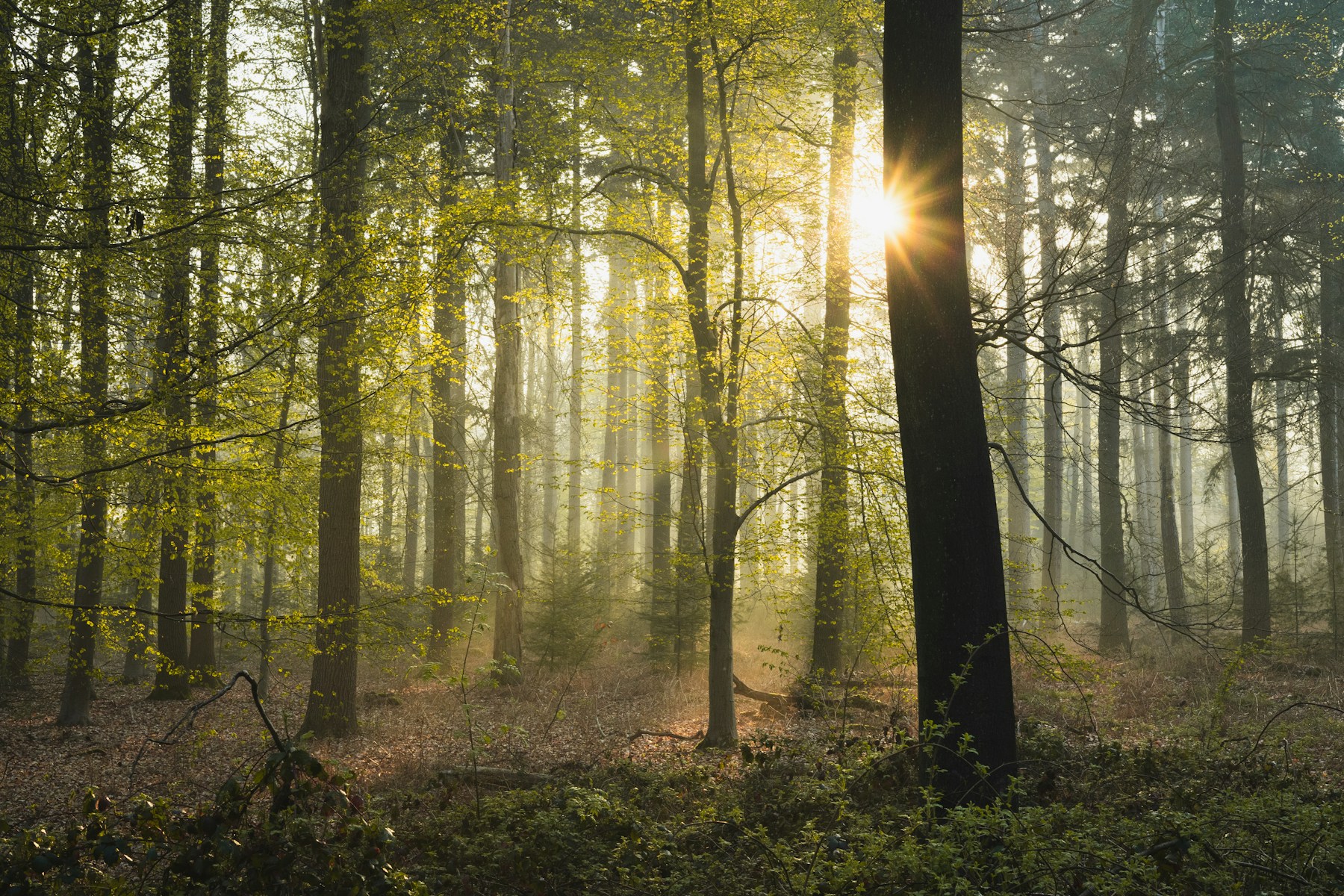Zacht zonlicht tussen de bomen in een rustig bos